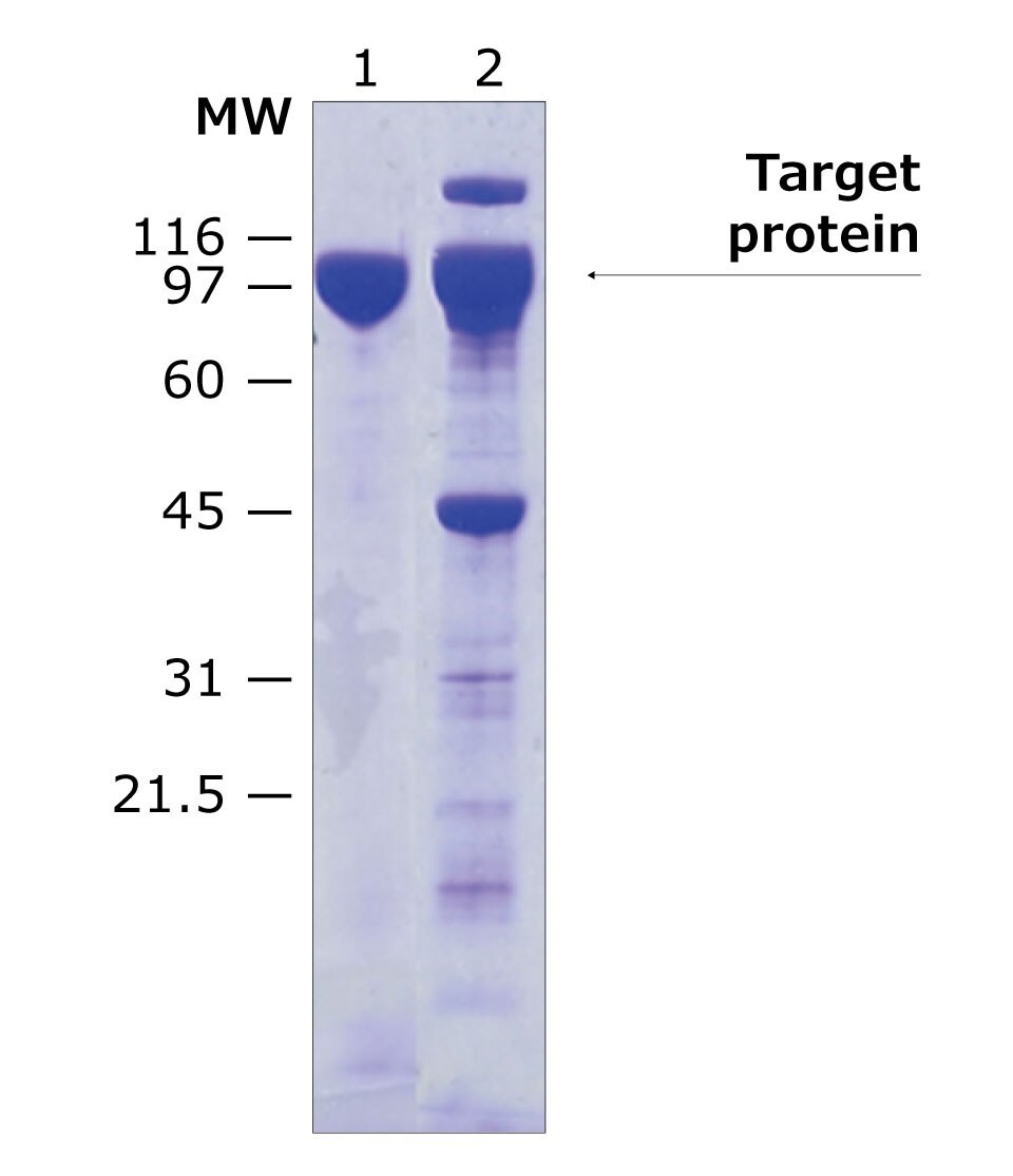 Purified target protein eluted by on-column cleavage and analyzed by SDS-PAGE.