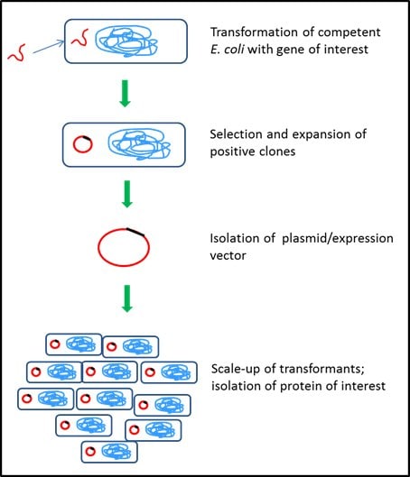 Bacterial protein expression system