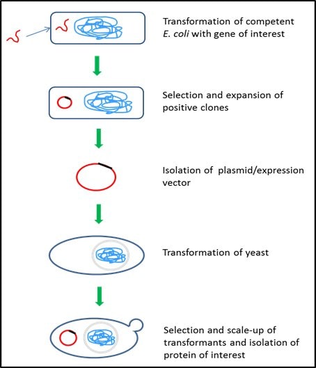 Yeast protein expression system