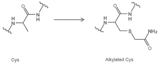 Cysteine Carbamidomethylation (CAM)