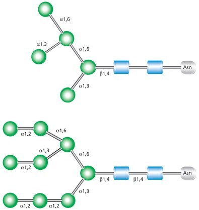 High mannose glycans