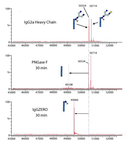 iggzeroms-l IgGZERO shows specific endoglycosidase activity