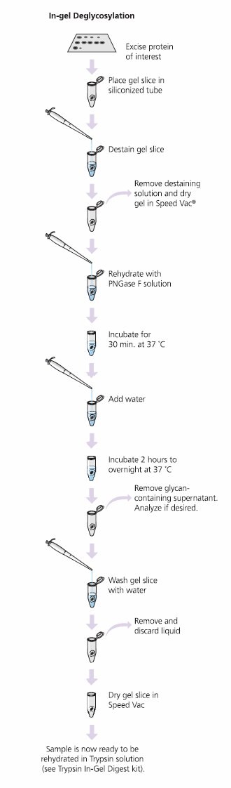 Glycoprotein Deglycosylation