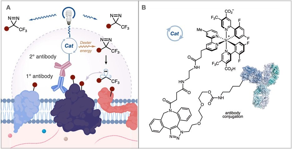 Iridium Catalyst attaching to Antibody of Interest ATLASキットで近接依存性標識によるプロテオミクス研究を加速