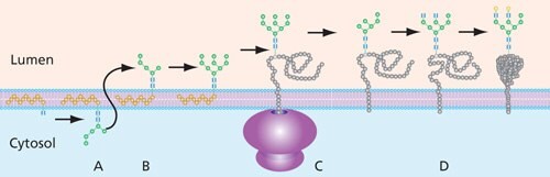 N-linked glycan construction in the ER