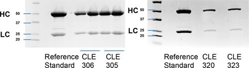 SDS-PAGE denaturing gel of purified recombinant IgG.