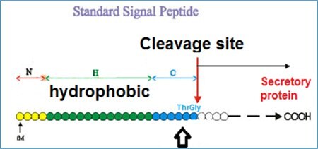 Structure of a signal peptide.