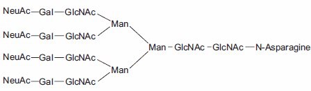 Tetraantennary N-linked Sugar.