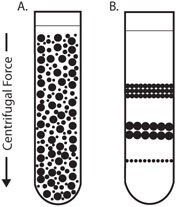 Isopycnic Centrifugation