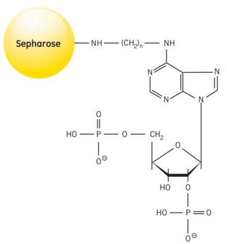 Partial structure of 2’5’ ADP Sepharose 4B Partial structure of 2’5’ ADP Sepharose® 4B.