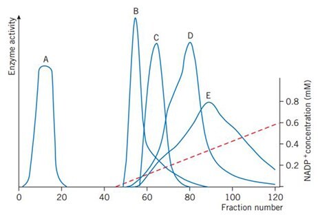 Gradient elution with 0–0.6 mM NADP+ Gradient elution with 0–0.6 mM NADP+