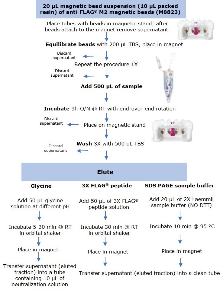 Anti-FLAG® M2 Magnetic Beads Protocol for small scale immunoprecipitation by anti-FLAG® M2 magnetic beads using three elution methods.