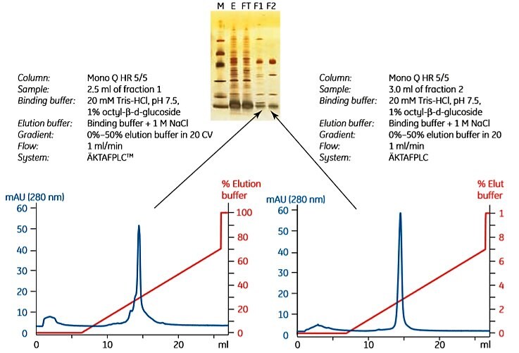 Charge homogeneity characterization of histidine-tagged cytochrome bo3 ubiquinol oxidase using anion exchange chromatography with Mono Q. Two fractions obtained from IMAC puriﬁcation were analyzed