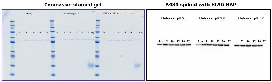 Anti-FLAG® M2 Magnetic Beads Comparison of eluted fractions after incubation of 5 to 30 minutes with glycine.