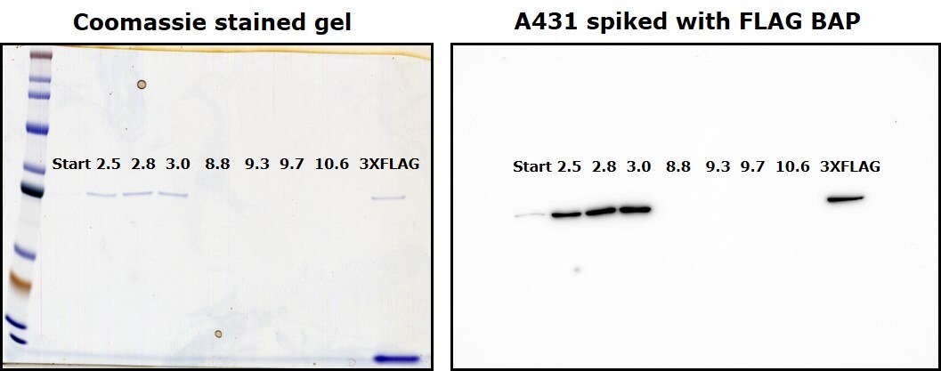 Anti-FLAG® M2 Magnetic Beads Elution by a wide range of pH (2.5 to 10.6), compared with elution using 3X FLAG® peptide.