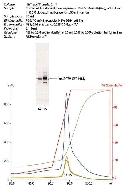 Puriﬁcation of a (histidine)8-tagged membrane protein