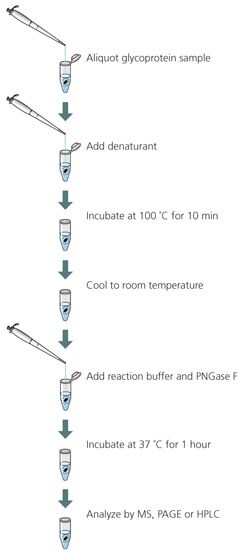 In-solution Deglycosylation