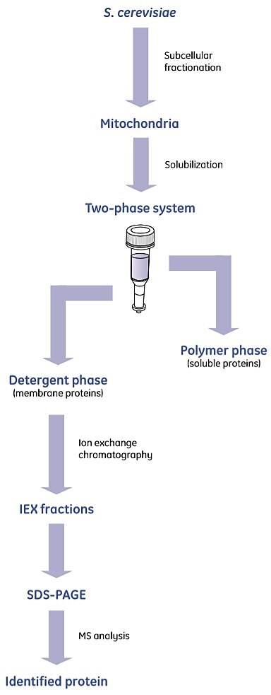 Mitochondria from S. cerevisae were isolated by differential centrifugation Mitochondria from S. cerevisae were isolated by differential centrifugation