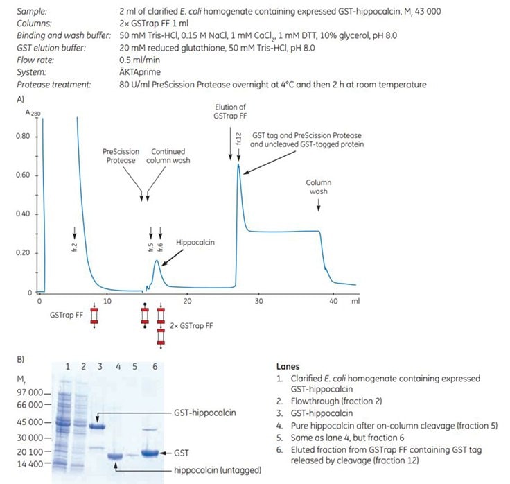 Purification of human hippocalcin-GST-tagged protein