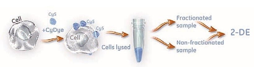 Cell-Surface Proteins Outline of a procedure for selective labeling of cell-surface proteins using CyDye DIGE Fluor minimal dyes.