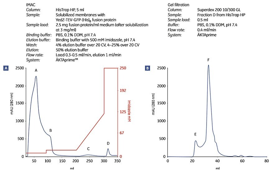 Two-step puriﬁcation of E. coli YedZ-TEV-GFP-(His)8 from solubilized membranes prepared from E. coli cell culture