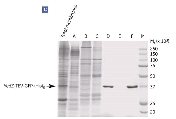 Two-step puriﬁcation of E. coli YedZ-TEV-GFP-(His)8 from solubilized membranes prepared from E. coli cell culture