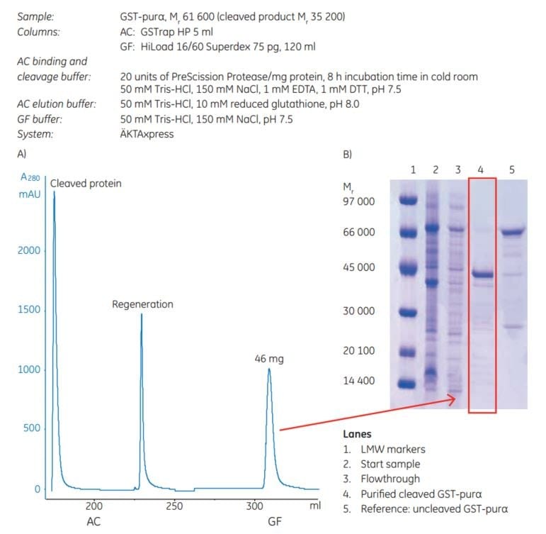 Automatic removal of the GST tag with PreScission Protease