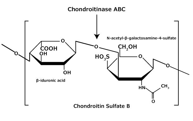 Chemická struktura glykosaminoglykanu chondroitinsulfátu B (dermatansulfátu), který se skládá ze střídavého kopolymeru β-iduronová kyselina-(1-3)-N-acetyl-β-galaktosamin-4-sulfát.