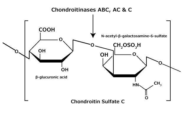 Chemická struktura chondroitinsulfátu C glykosaminoglykanu, který obsahuje střídavý kopolymer β-glukuronová kyselina-(1-3)-N-acetyl-β-galaktosamin-6-sulfát.