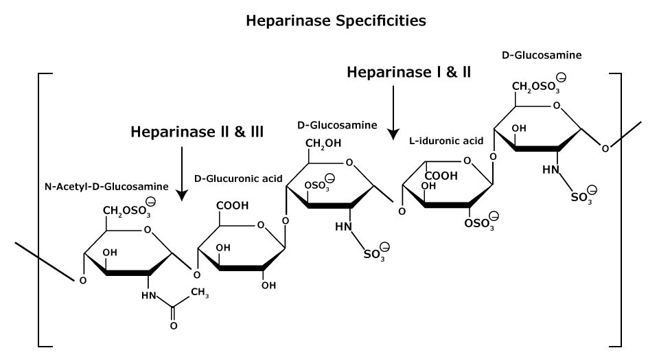 Chemická struktura heparanových a heparinových glykosaminoglykanů, které se skládají z heterogenních směsí opakujících se jednotek D-glukosaminu a L-iduronových kyselin nebo D-glukuronových kyselin, se může lišit. Uvádí specifika heparinázy I, II a III.