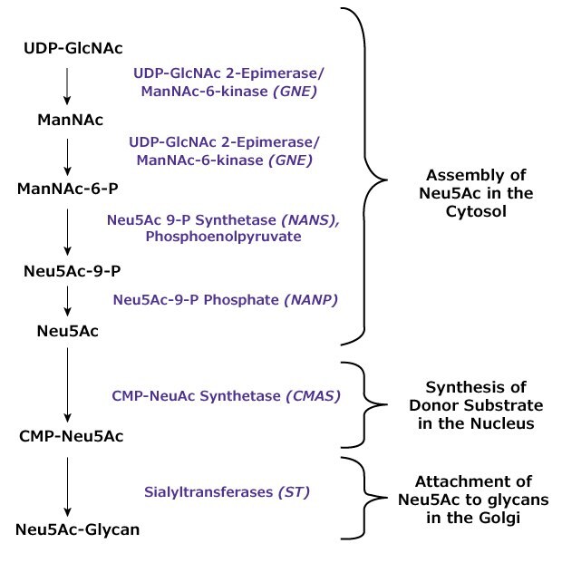 Podrobné schéma biochemické dráhy znázorňující syntézu CMP-Neu5Ac z UDP-GlcNAc. Dráha zahrnuje více kroků s konkrétními názvy enzymů a meziproduktů. Klíčové kroky procesu zahrnují přeměnu ManNAc na ManNAc-6-P, dále na Neu5Ac-9-P a nakonec na Neu5Ac a CMP-Neu5Ac. Dráha se dělí na "sestavení Neu5Ac v cytosolu" a "syntézu donorového substrátu v jádře", přičemž konečným produktem je Neu5Ac-glykan.