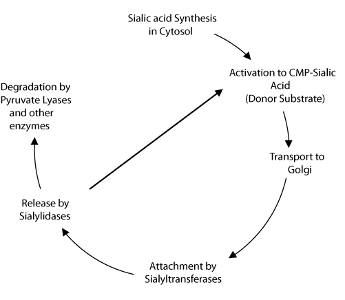 Sialic acid metabolic lifecycle in vertebrates