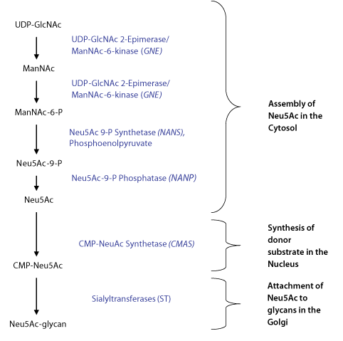 Schematic of N-acetylneuraminic acid (Neu5Ac) enzymatic synthesis and attachment to glycan structures.