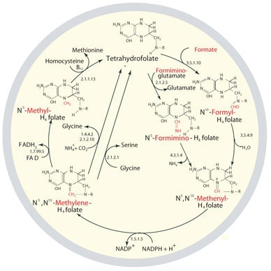 The metabolic cycling and regeneration of tetrahydrofolate