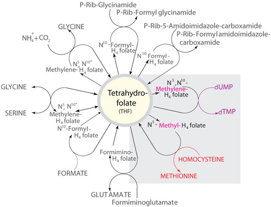 Some of the reactions in which THF metabolites function as carbon donors