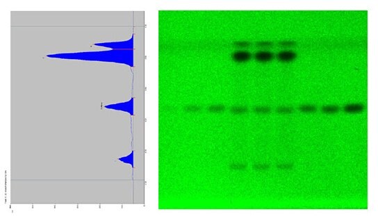 Scan of track 5 and picture of the whole plate at UV 254 nm