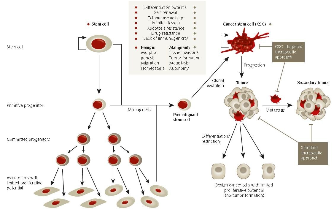 The cancer stem cell hypothesis