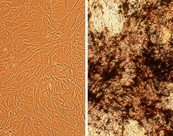 cn406-05-cells Canine Osteoblasts (CnOb)
