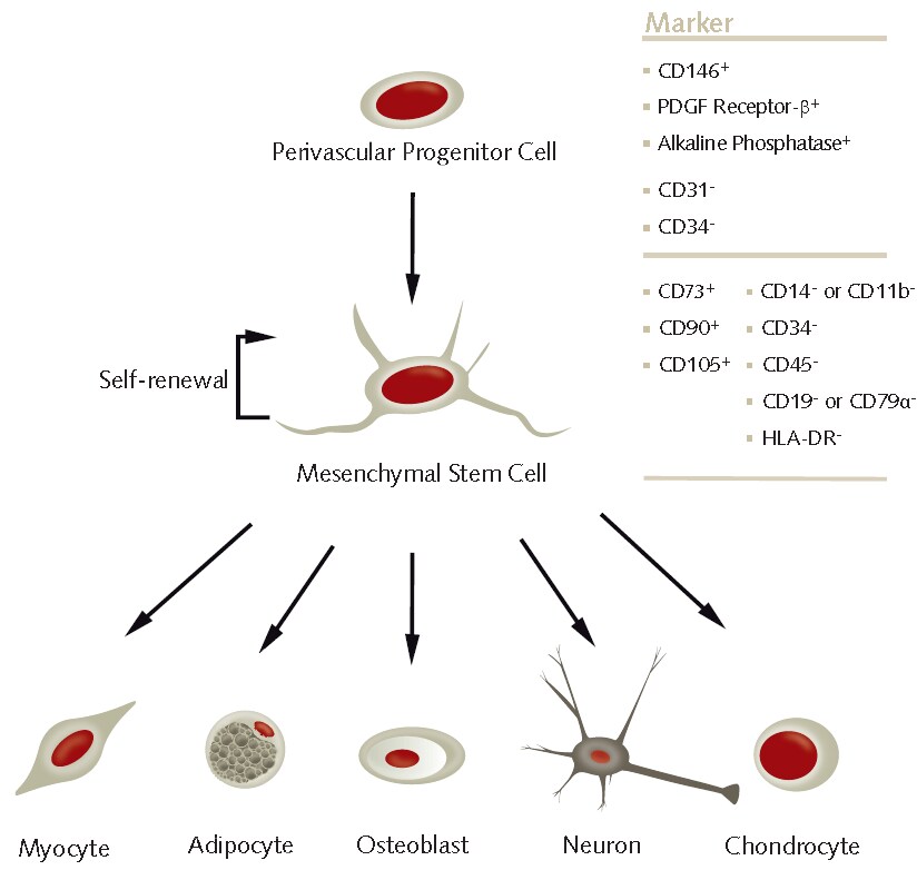 In vitro differentiation of human MSCs.