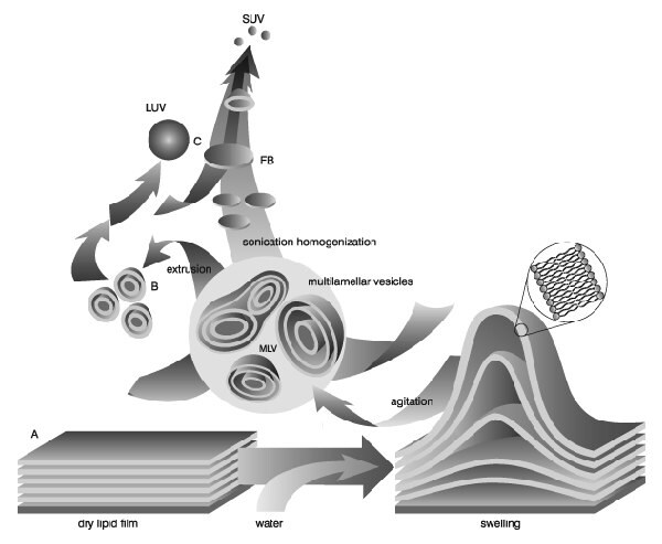 Image from Lasic, D.D., Recherche 20, 904, 1989