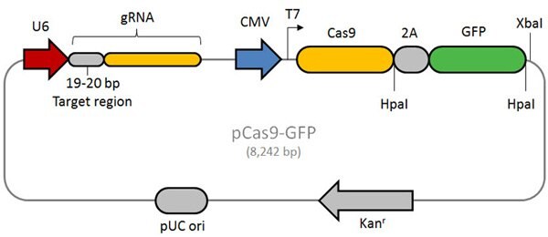 Figure 1. Schematic of the CRISPR/Cas-GFP vector