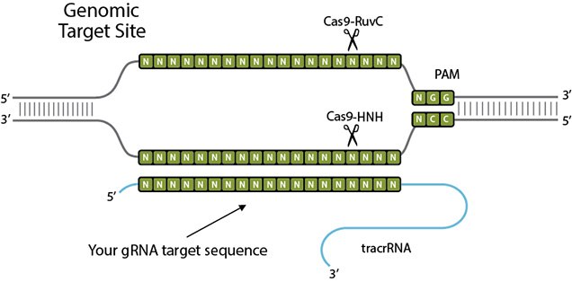 CRISPR Genomic Target Site