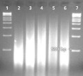 buccal-swab