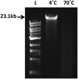 500ng human genomic DNA stored at 4 °C or thermally degraded at 70 °C for 20h was run on a 0.8% agarose. L: 1kb ladder (NEB). 500ng human genomic DNA stored at 4 °C or thermally degraded at 70 °C for 20h was run on a 0.8% agarose. L: 1kb ladder (NEB).