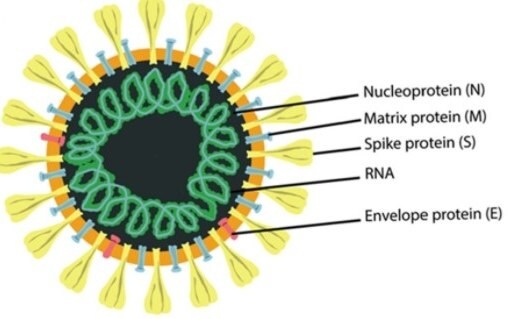 Illustration of the SARS-CoV-2 structure