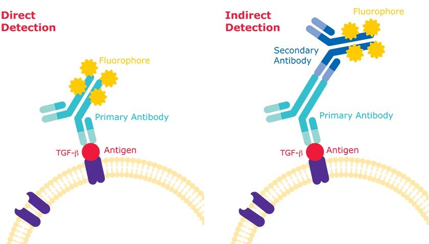 Differences in direct detection vs indirect detection methods in flow cytometry.