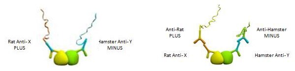 Use of Primary Antibodies from any Species