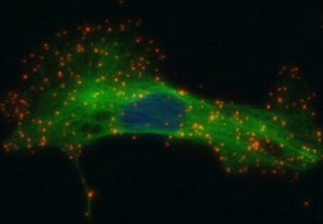 Single recognition of HER2 in SK-BR-3 cells. 