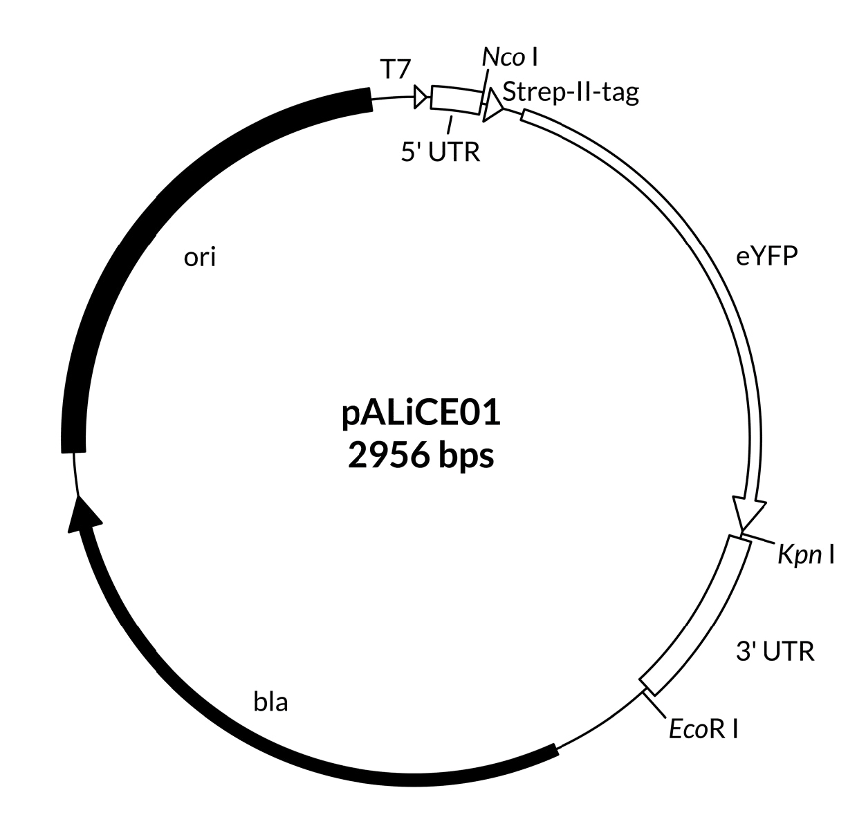 pALiCE01 - Sequence