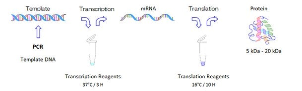 protein-synthesis